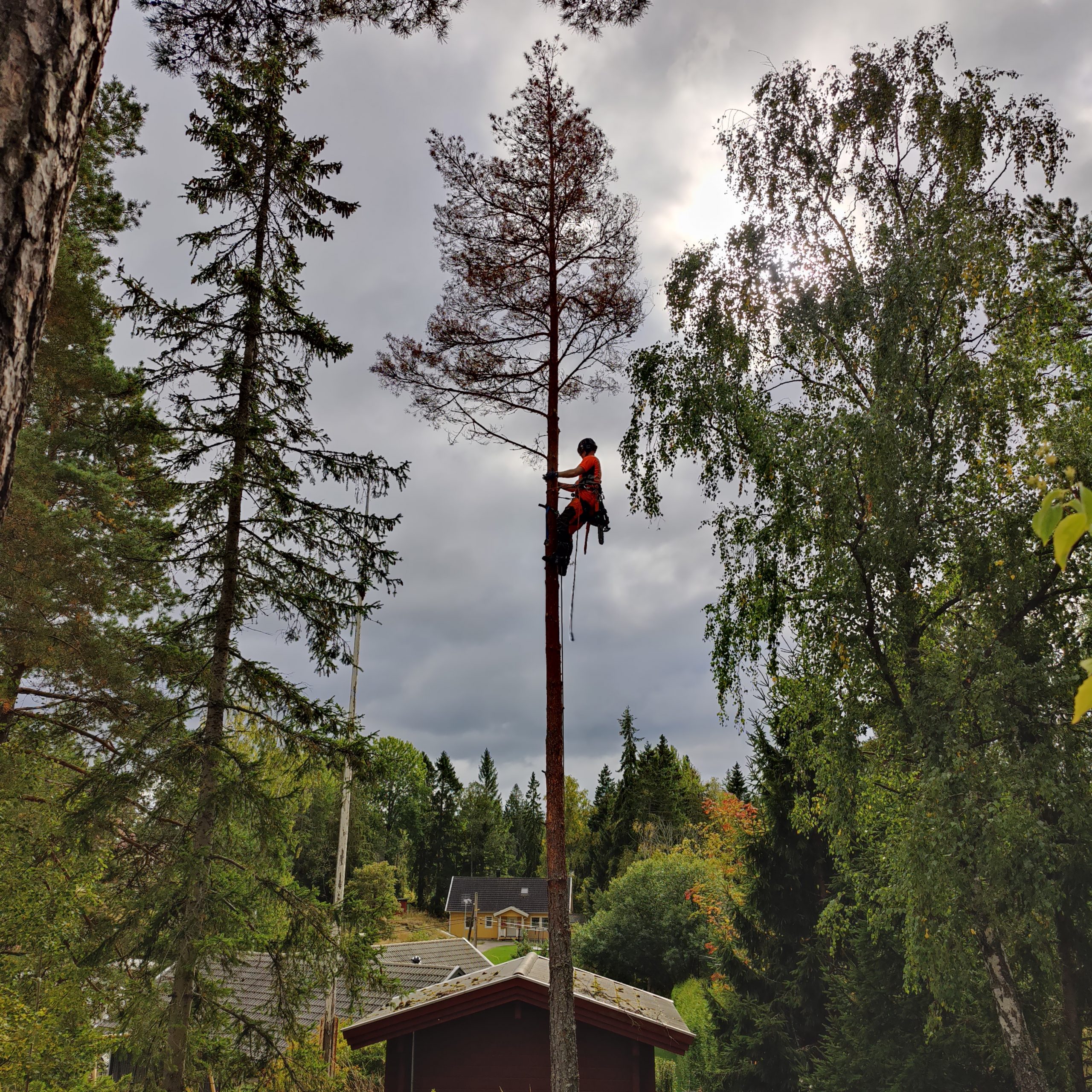Trädfällning Linköping
